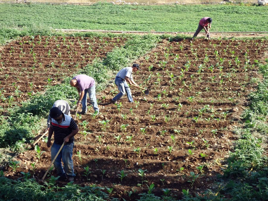 Tobacco Sapling Plantation Stages