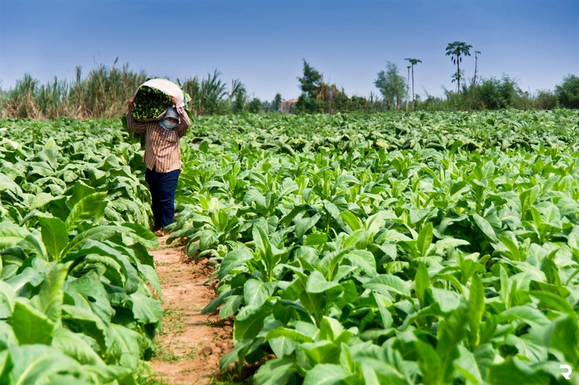 Tobacco Plantation