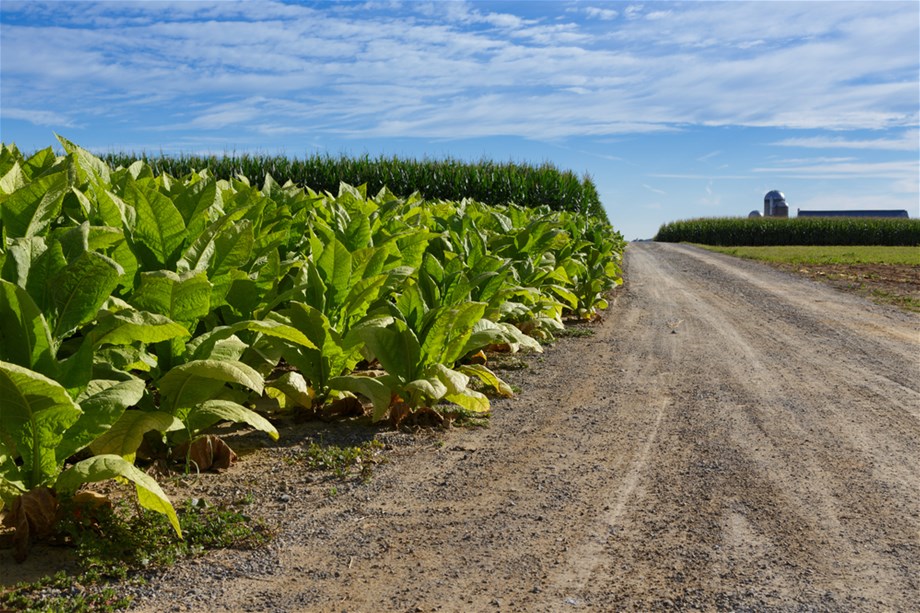 Tobacco's Economic Contribution