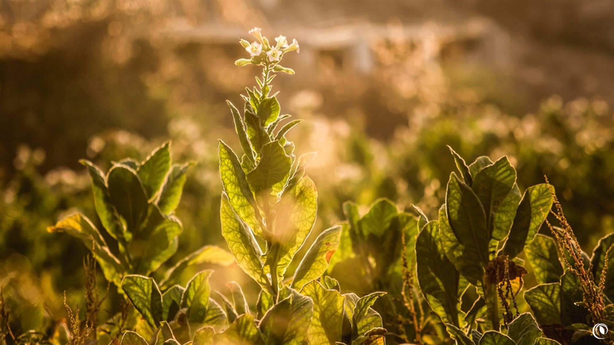 Akkar tobacco and tumbac farmers praise role of Eng. Sekaloui; call for continuously supporting sector