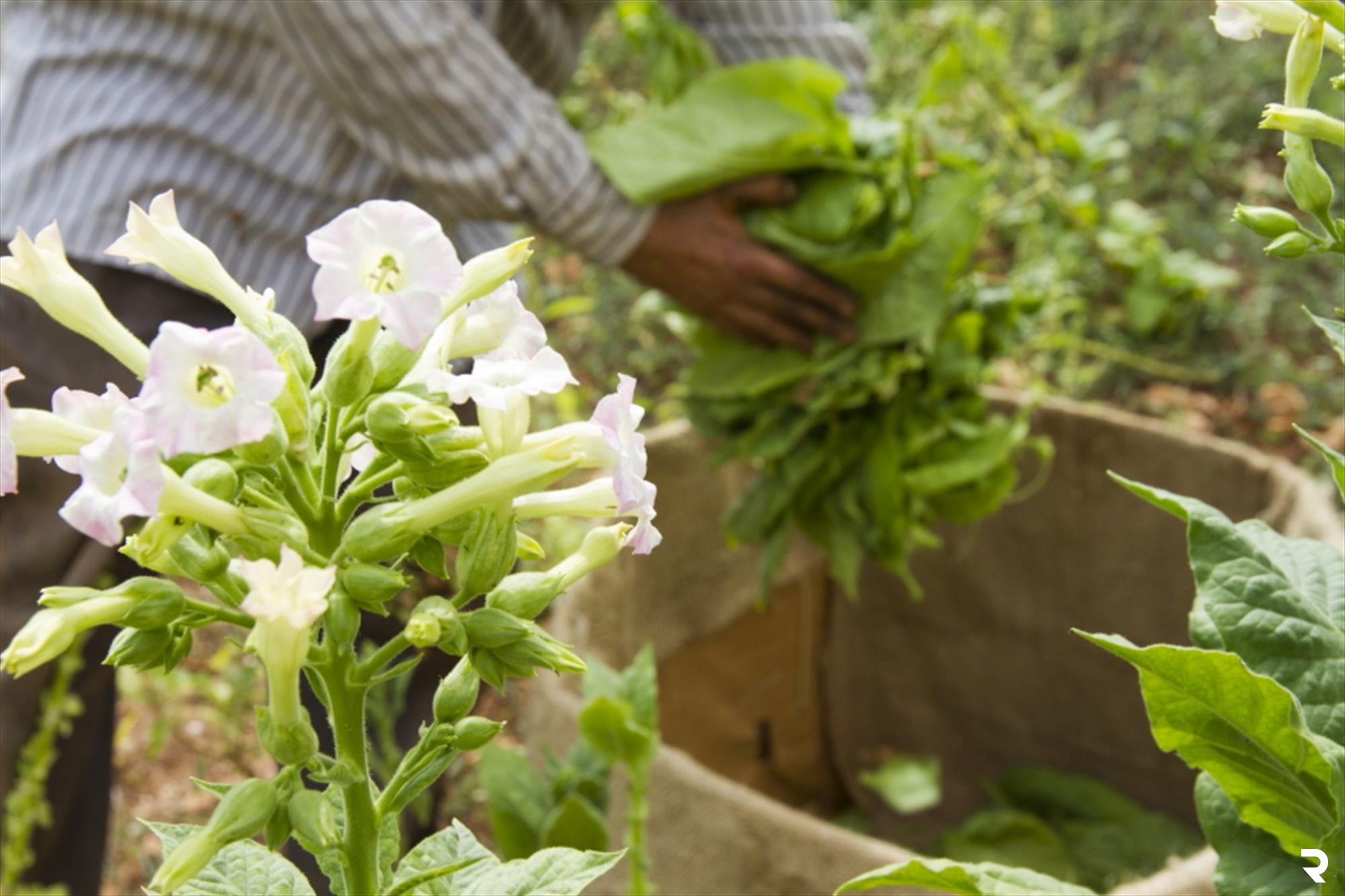 Transplanting, Planting and Harvesting Dates