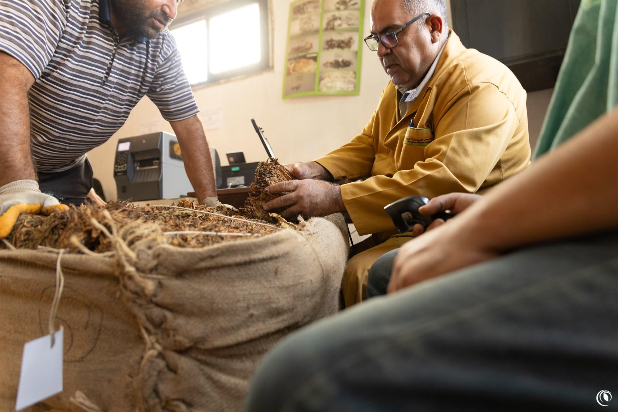 The Regie Starts Receiving Tobacco Crops in the South 