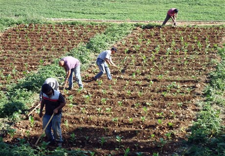 Tobacco Sapling Plantation Stages