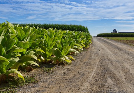 Tobacco