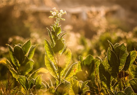 Akkar tobacco and tumbac farmers praise role of Eng. Sekaloui; call for continuously supporting sector