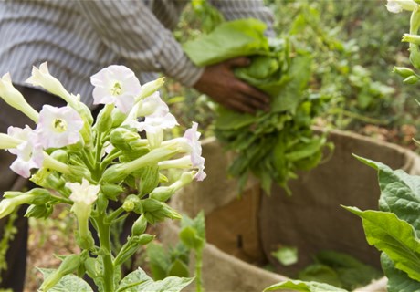 Transplanting, Planting and Harvesting Dates