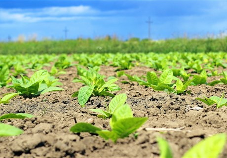 Tobacco Plantation in Lebanon